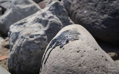 Persisten manchas de hidrocarburos en playas de Veracruz tras más de dos meses del derrame