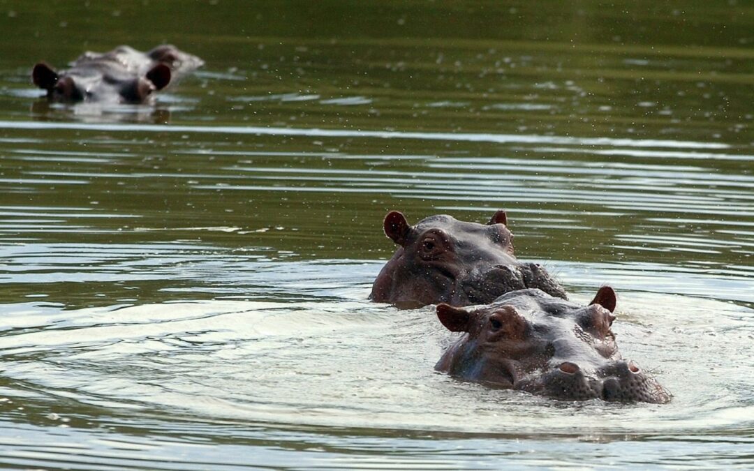 Colombia aplicará la eutanasia a hipopótamos de Pablo Escobar, ¿por qué razón?