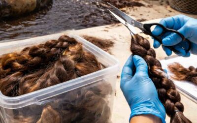 Veracruz impulsa donación de cabello para contener contaminación de hidrocarburos