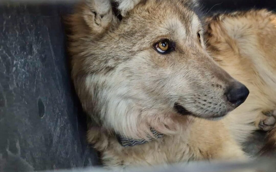 Reintroducen con éxito a familia de lobos mexicanos en Durango