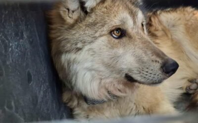 Reintroducen con éxito a familia de lobos mexicanos en Durango
