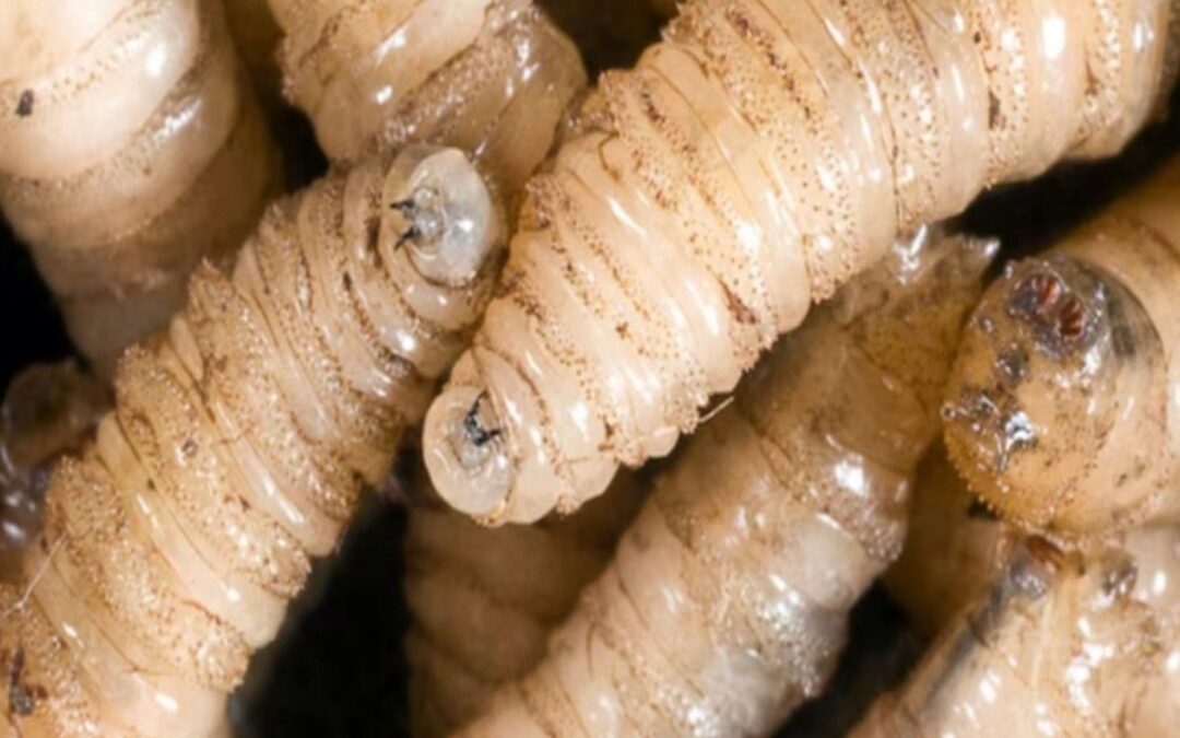 Confirman en Oaxaca el primer deceso humano por miasis de gusano barrenador