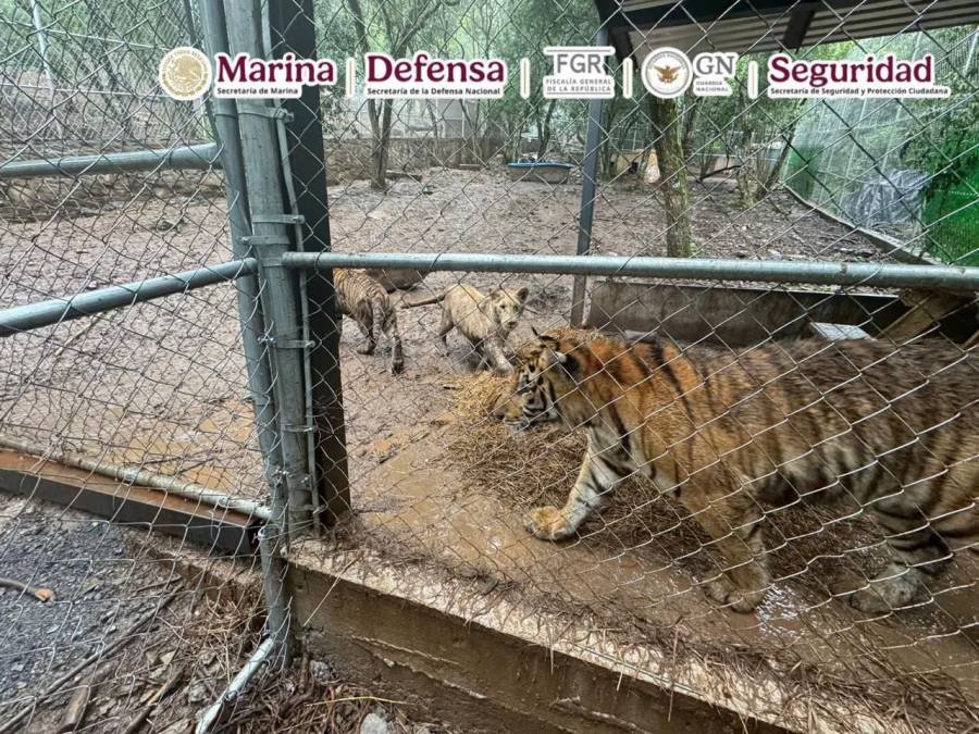 Capturan en Nuevo León a presunto operador del huachicol ligado al Cártel del Noroeste; incautan 7 tigres