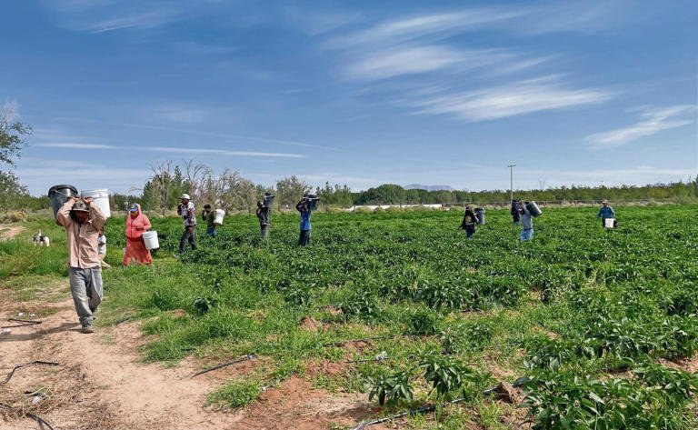 Gobierno federal invierte 17 mdp para productores de Zacatecas