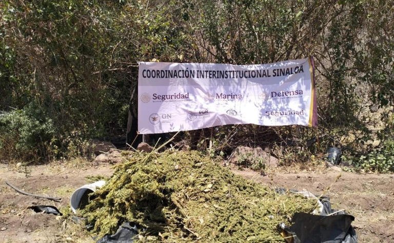 Marina incinera plantío de marihuana en Sinaloa