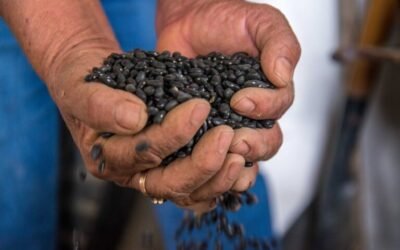 Alimentación para el Bienestar defiende precio de frijol y llama al diálogo a productores de Zacatecas