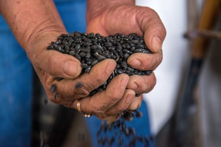 Alimentación para el Bienestar defiende precio de frijol y llama al diálogo a productores de Zacatecas
