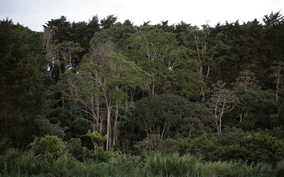 Se redujo la superficie forestal mundial en 41 millones de hectáreas entre 2015 y 2025