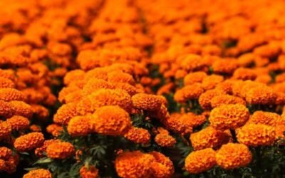 CDMX se embellecerá con más de un millón de flores rumbo al Mundial 2026