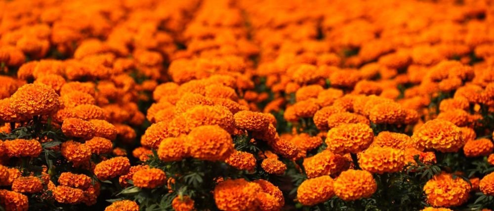 CDMX se embellecerá con más de un millón de flores rumbo al Mundial 2026