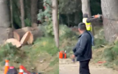 Tala irregular en Cuajimalpa: SEDEMA investiga permisos autorizados por la alcaldía