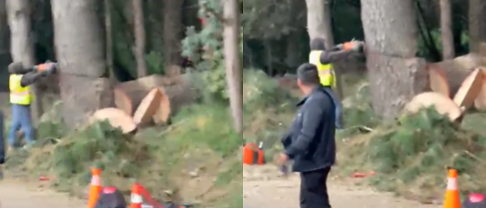Tala irregular en Cuajimalpa: SEDEMA investiga permisos autorizados por la alcaldía