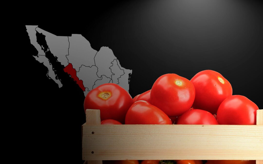 Jitomate de Sinaloa: caída en su producción, aranceles y el crimen organizado