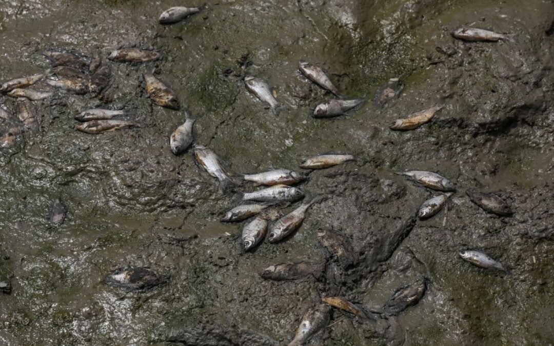 El calor extremo y la contaminación matan a cientos de peces en un lago de India