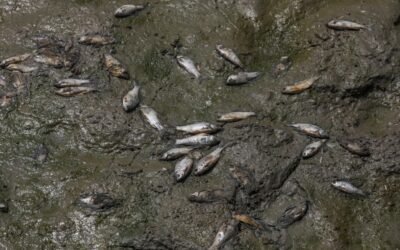 El calor extremo y la contaminación matan a cientos de peces en un lago de India