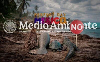 Perfect Day no va: proyecto de Royal Caribbean en Mahahual no será aprobado por la Semarnat