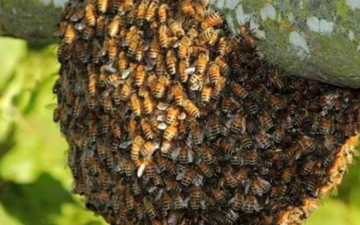 Enjambre de abejas ataca a turista en playa El Maviri