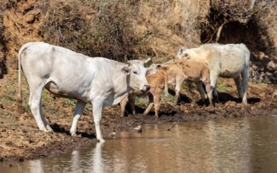 Gusano barrenador se extiende en EU; hay cuatro casos en Texas y uno en Nuevo México
