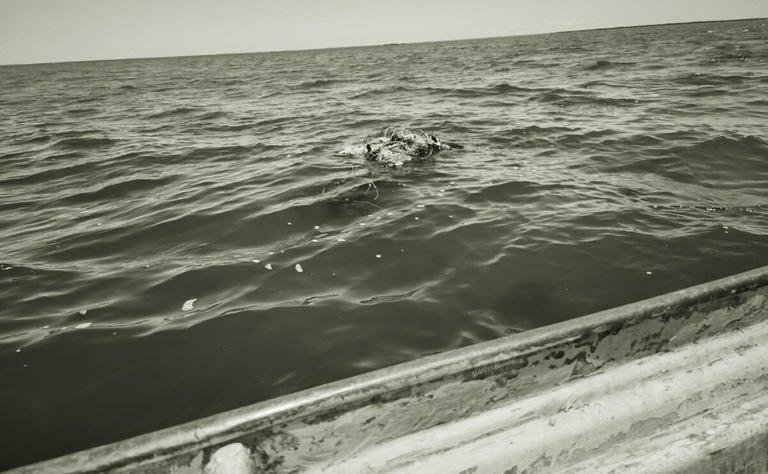Localizan tres cuerpos flotando en el mar en Navolato, Sinaloa