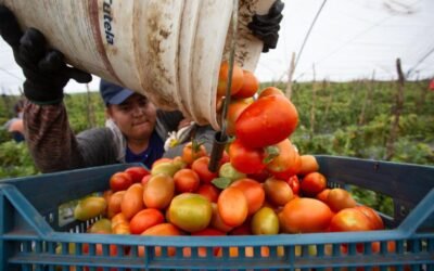 Buscará Gobierno federal bajar precio del jitomate por acuerdo con productores