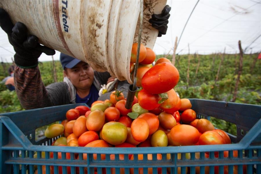 Buscará Gobierno federal bajar precio del jitomate por acuerdo con productores