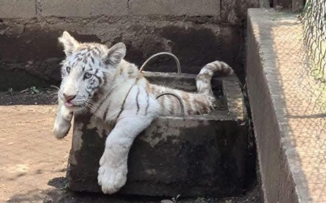 Hallan zoológico clandestino en Chalco; aseguran un tigre, león y dos pumas