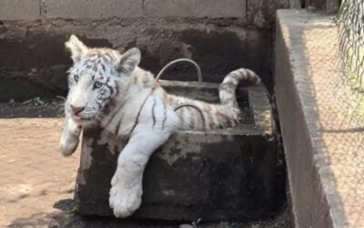 Hallan zoológico clandestino en Chalco; aseguran un tigre, león y dos pumas