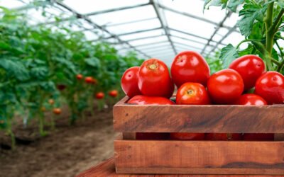 Gobierno lanza estrategia para el precio justo del jitomate