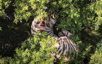 Escapa tigre en el Edomex