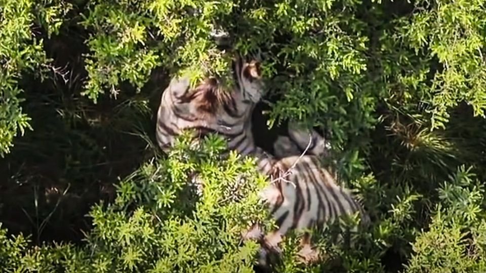 Escapa tigre en el Edomex