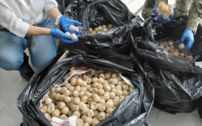 Incautan más de 11 mil huevos de tortuga golfina en cajas de cartón y costales en Colima