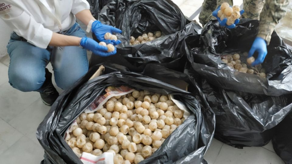 Incautan más de 11 mil huevos de tortuga golfina en cajas de cartón y costales en Colima