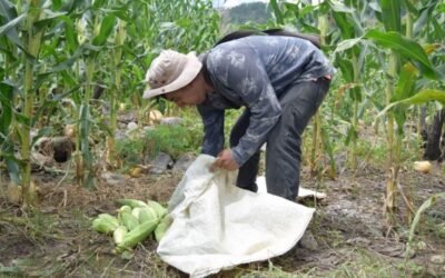Huella hídrica de México aumenta más del 16% en 12 años y agricultura concentra el mayor gasto