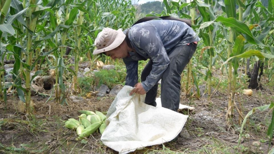 Huella hídrica de México aumenta más del 16% en 12 años y agricultura concentra el mayor gasto