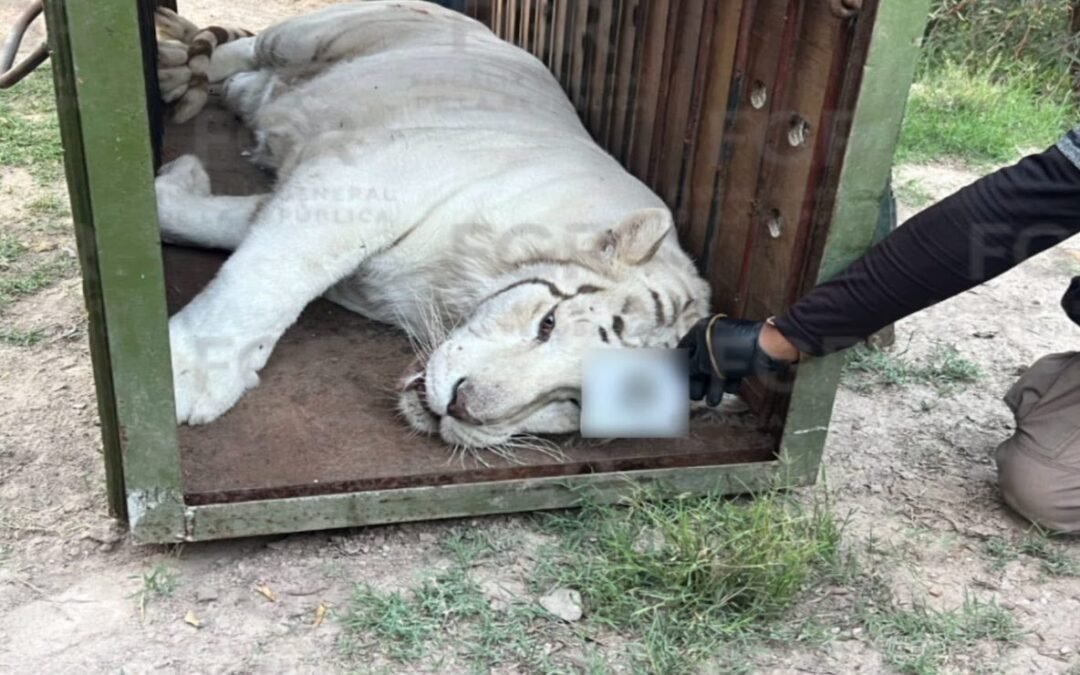 En rancho de Durango, agentes de la FGR aseguraron 3 tigres, 1 ocelote ,1 lince y 32 equinos ¡pero sin detener a nadie!