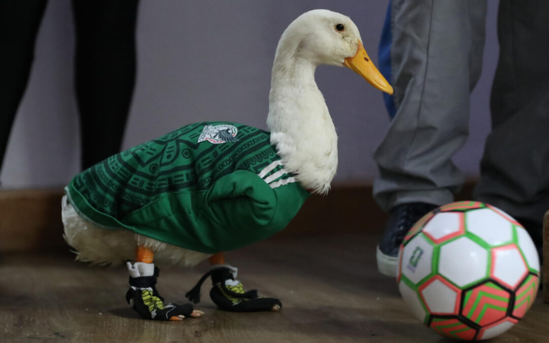 IMPI aclara a quién pertenece la marca del pato Merlín