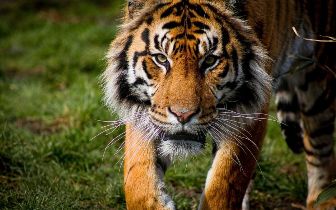 Escapa tigre de reserva en Edomex; piden no intentar capturarlo