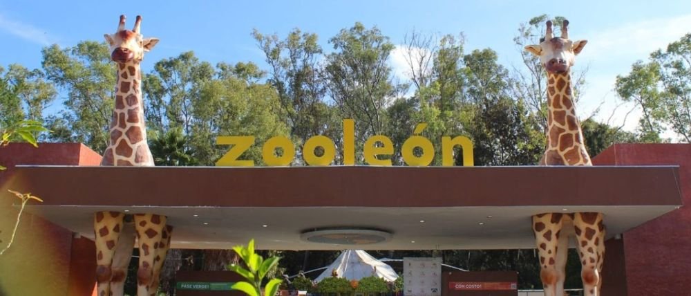 Detectan dos casos de gusano barrenador en el Zoológico de León, Guanajuato