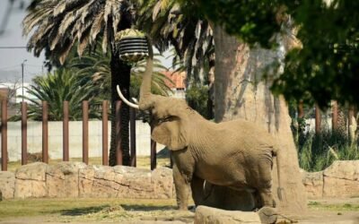 Sedema anuncia mantenimiento en centros de conservación de vida silvestre en CDMX