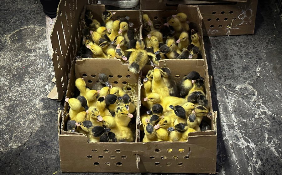 El pato Merlín, la moda del Mundial que preocupa a animalistas
