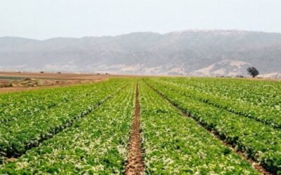 Productores rechazan vínculo de cultivos mexicanos con brote de Cyclospora en EE.UU.