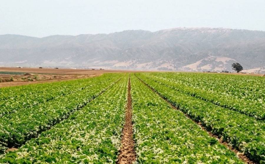 Productores rechazan vínculo de cultivos mexicanos con brote de Cyclospora en EE.UU.