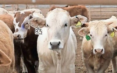 Exportadores de ganado sufren pérdida de 592 mdd en 14 meses por gusano barrenador