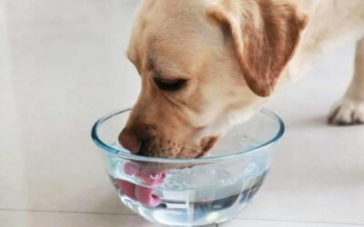 Senado alista ley de bienestar animal; busca establecer obligaciones para propietarios de mascotas