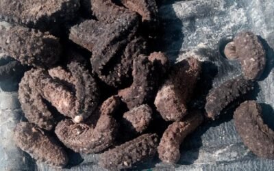 Profepa asegura casi 3 mil pepinos de mar en BC