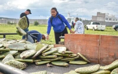 Corregidora apuesta por un nopal que consume menos agua y genera más ingresos