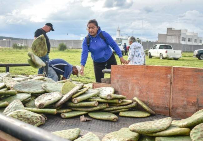 Corregidora apuesta por un nopal que consume menos agua y genera más ingresos