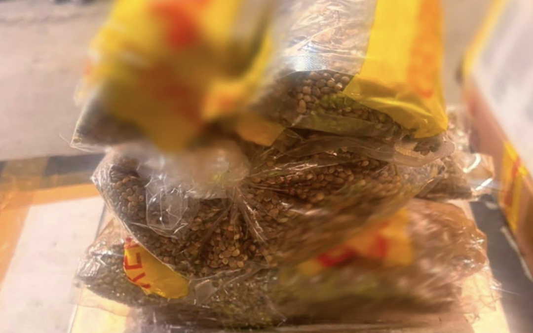 Aseguran 2.5 kilos de semillas cannábicas en Guadalajara; ¿en qué venían ocultas?