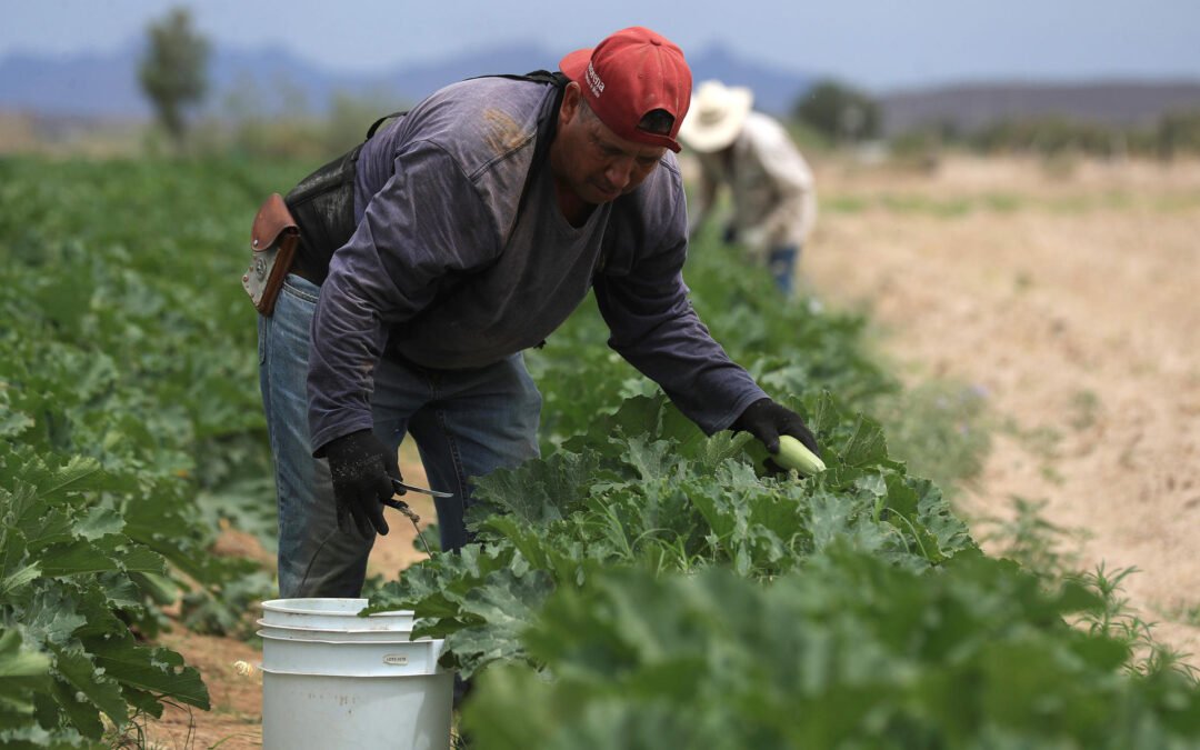 Agricultores alertan por crisis en campo ante la revisión anual del T-MEC