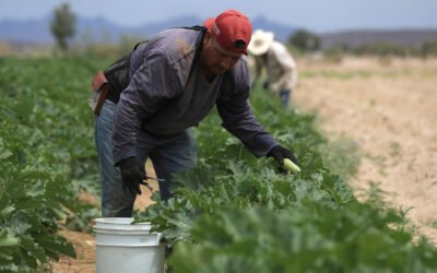 Agricultores alertan por crisis en campo ante la revisión anual del T-MEC